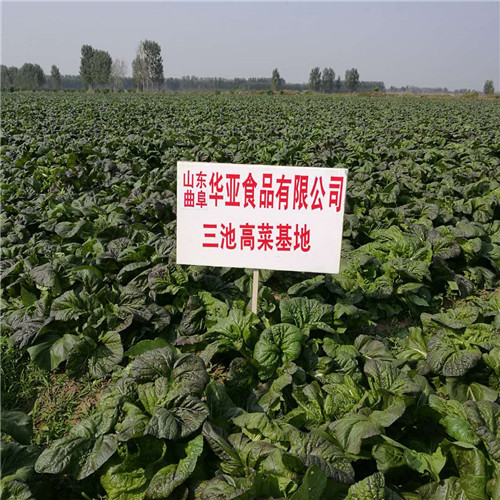 三池高菜种植基地